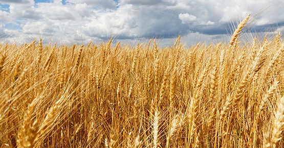 Продукция растительного происхождения